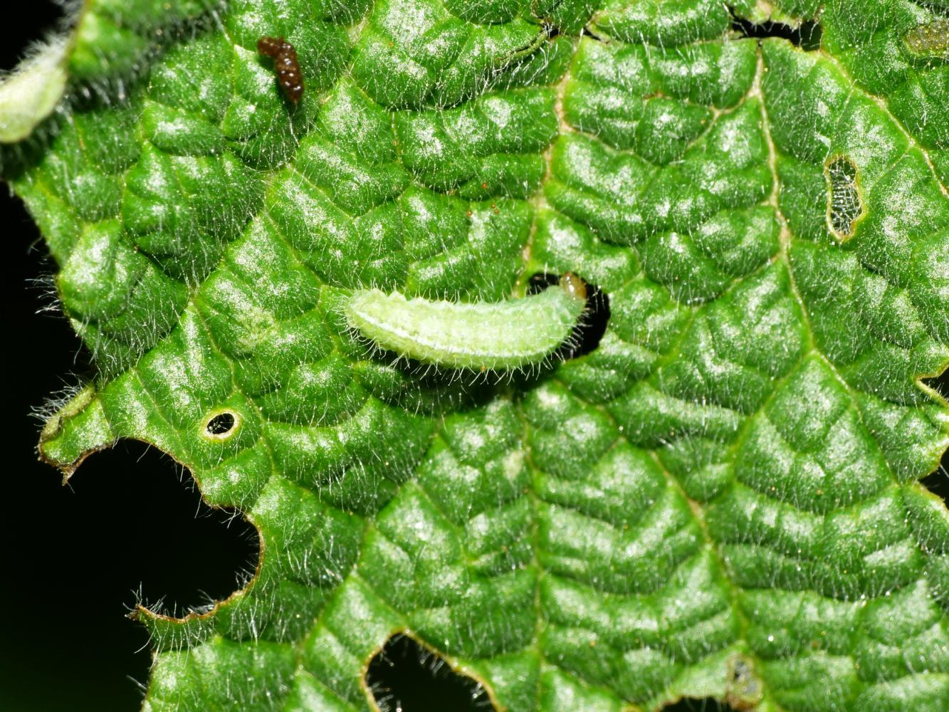 Larve di Sphaeroderma rubidum?